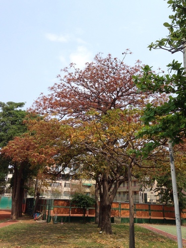 Sterculia foetida