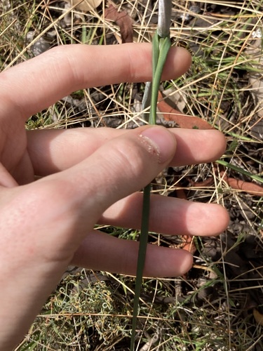 Image of Haemodorum paniculatum by (c) Thomas Mesaglio, some rights reserved (CC BY)
