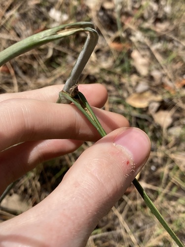 Image of Haemodorum paniculatum by (c) Thomas Mesaglio, some rights reserved (CC BY)