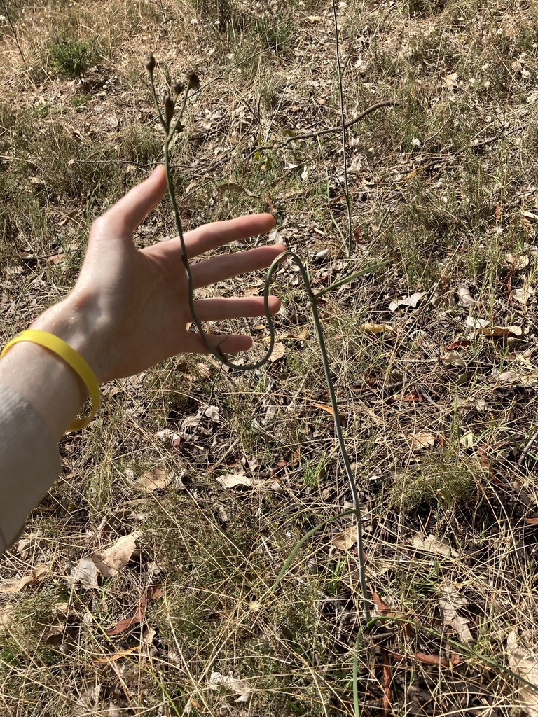 Haemodorum paniculatum (Haemodorum paniculatum)