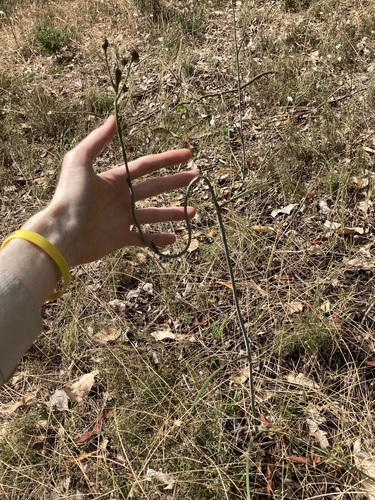 mardja (Haemodorum paniculatum)
