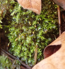 Dichodontium pellucidum