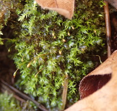 Dichodontium pellucidum