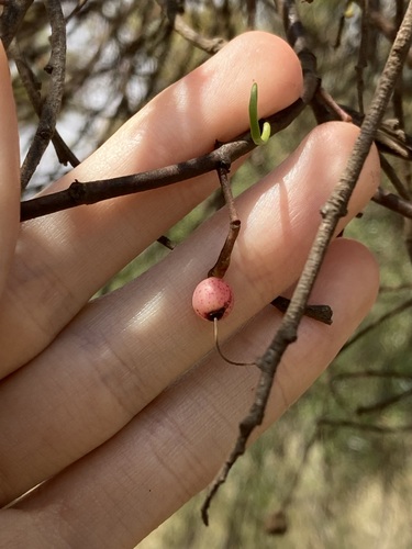 Amyema preissii, photograph 2