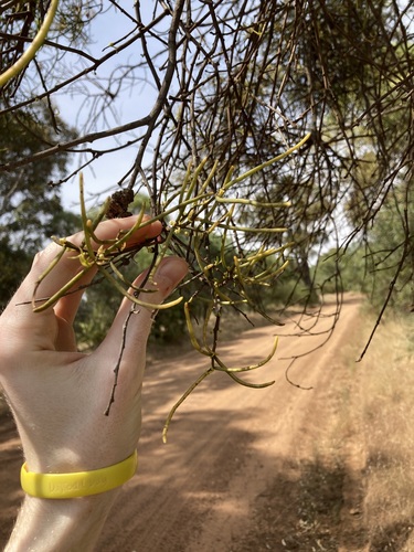 Amyema preissii, photograph 3