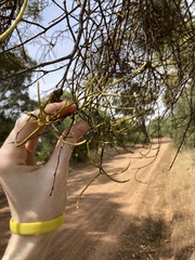 Amyema preissii, photograph Thomas Mesaglio, CC BY, iNaturalist via GBIF