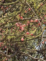 Amyema preissii