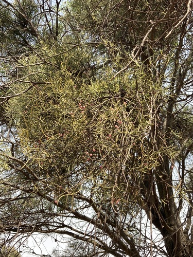 Amyema preissii, photograph 1