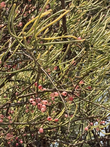 Amyema preissii, photograph 4