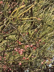 Amyema preissii, photograph Thomas Mesaglio, CC BY, iNaturalist via GBIF