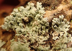 Parmeliopsis ambigua