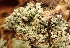 Parmeliopsis ambigua