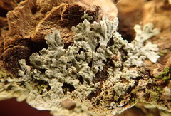 Parmeliopsis ambigua