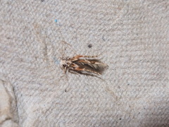 Stathmopoda stimulata