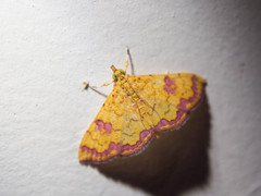 Isocentris filalis