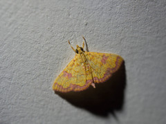 Isocentris filalis
