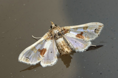 Leucinodes orbonalis