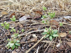 Androsace occidentalis