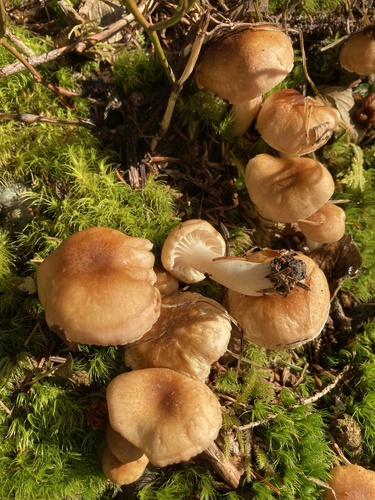 Hygrophorus monticola, 2023-10-21