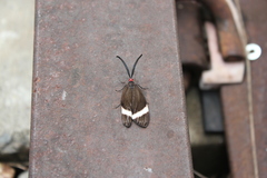 Pidorus atratus