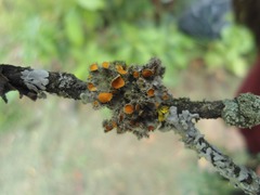 Teloschistes hypoglaucus