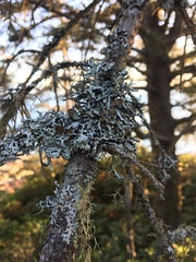 Hypogymnia enteromorpha