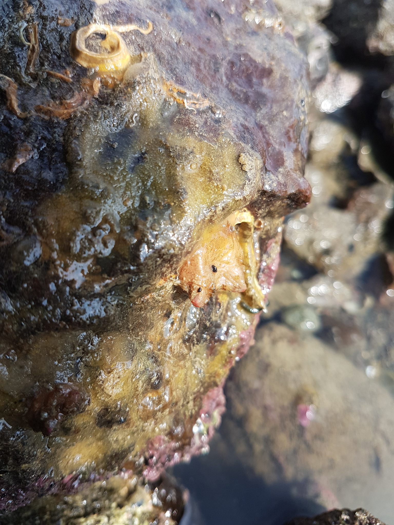 Asterocarpa humilis (Heller, 1878)