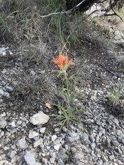 Castilleja lindheimeri