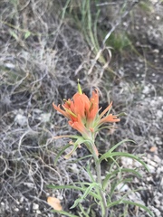Castilleja lindheimeri