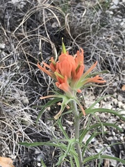Castilleja lindheimeri
