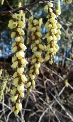 Stachyurus praecox