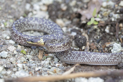 Lycodon capucinus