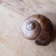 Powelliphanta