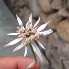 Euphorbia radians