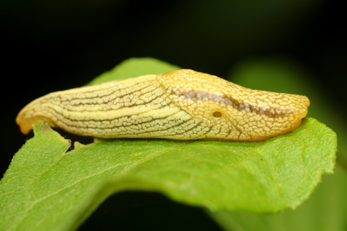 African Banana Slug