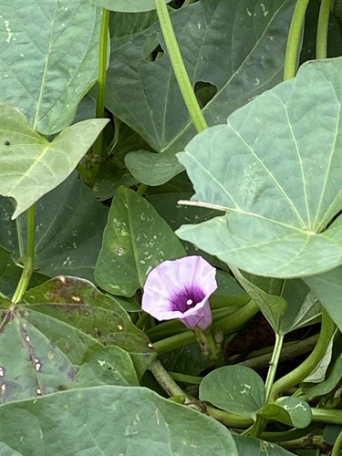 sweet potato