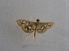 Nausinoe geometralis