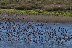 Calidris alpina