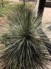 Yucca elata