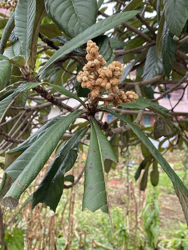Loquat