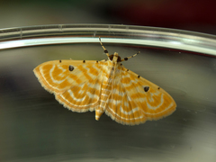 Notarcha aurolinealis