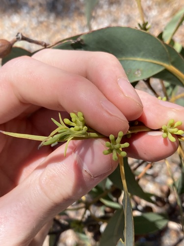 Image of Eucalyptus patens by (c) Thomas Mesaglio, some rights reserved (CC BY)