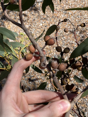 Image of Eucalyptus patens by (c) Thomas Mesaglio, some rights reserved (CC BY)