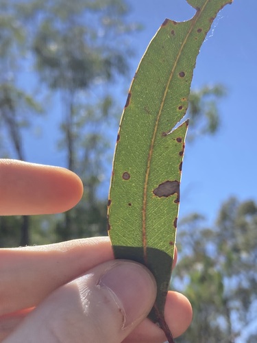 Image of Eucalyptus patens by (c) Thomas Mesaglio, some rights reserved (CC BY)