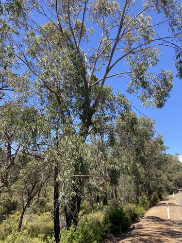 Image of Eucalyptus patens by (c) Thomas Mesaglio, some rights reserved (CC BY)