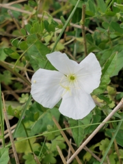 Oenothera tetraptera