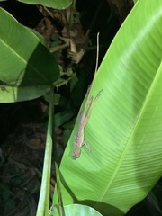 Anolis osa