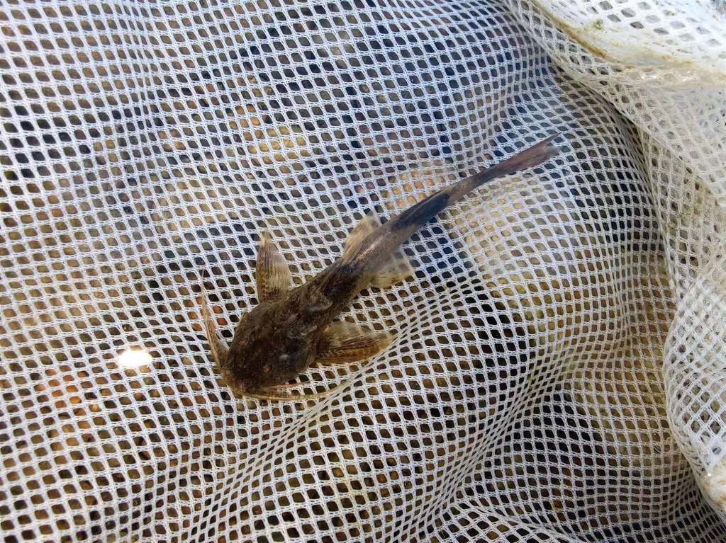 Glyptothorax sinensis