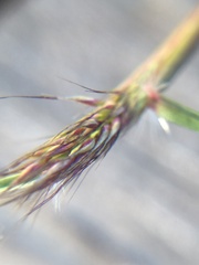 Five-stamen Pentameris (Pentameris barbata)