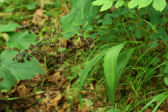 Veratrum maackii